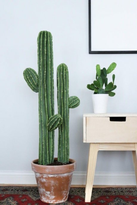 De Cactos à Samambaias: 8 Plantas para Interiores