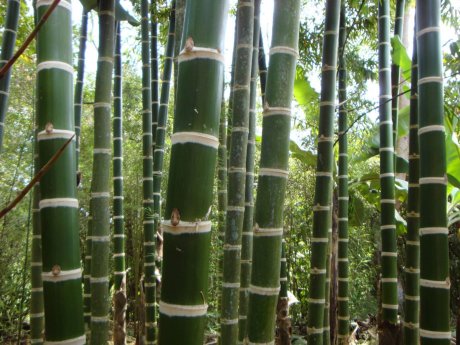 Pergolado de Bambu